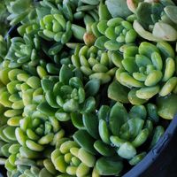 白牡丹,春萌,初恋,秀麗,ちまちま 寄せの画像