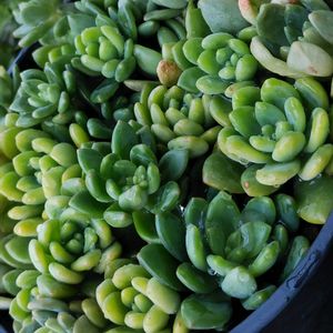 白牡丹,春萌,初恋,秀麗,ちまちま 寄せの画像