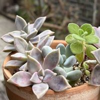 プレクトランサス,アロマティカス,ブルーヘイズ,フリッドアイベス,多肉植物の画像