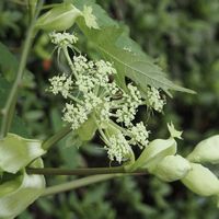 アシタバ,カワガラス,山野草,野鳥,ジョウビタキの画像
