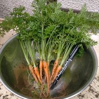 ニンジン,三つ葉,ミツバ,プランター野菜,種まきっ子の画像