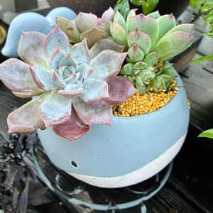 サボテン,多肉植物 寄せ植え,多肉植物,ガーデニング,サボテンの寄せ植えの画像