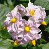 ジャガイモ,花のある暮らし,植中毒,花中毒,今日のお花の画像