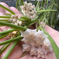 ホヤ・リネアリス,ホヤ・リネアリス,Hoya  Linearis,Hoya  Linearis,ホヤの画像