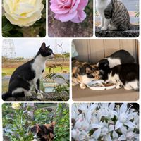 ツメレンゲ,ナデシコ,ナデシコ,バラ,ヒメツルソバの画像