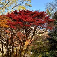 ドウダンツツジ,サラサドウダン,六甲高山植物園,紅葉・黄葉の画像