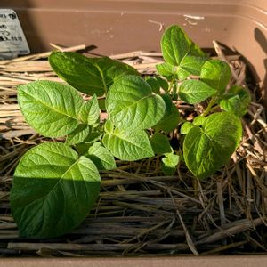 じゃがいもデジマ,プランター栽培,じゃがいも,花壇畑栽培,家庭菜園の画像
