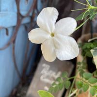 ハゴロモジャスミン,鉢植え,小庭,小庭便り,玄関アプローチの画像