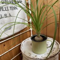 ノリナ,観葉植物,トリックラン ノリナ,観葉植物のある暮らしの画像