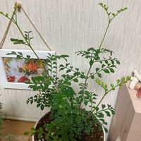 シマトネリコの画像