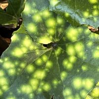 キンモクセイ,ツワブキ,京都御苑の画像