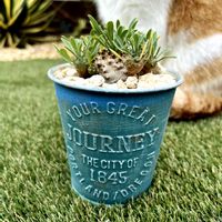 峨眉山,ユーフォルビア・峨眉山,ユーフォルビア,庭の画像