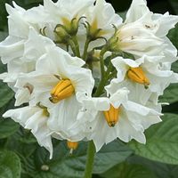 ジャガイモ,野菜,お散歩中,ナス科の画像