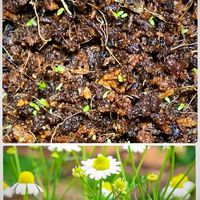 カモミール,秋の訪れ,GSに感謝。,優しい気持ち♡,人に優しくの画像