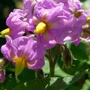 ジャガイモ,ジャガイモの花,ジャガイモ栽培,いつもありがとう,家庭菜園初心者の画像