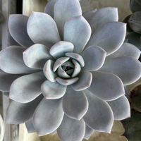 伊弉諾,伊弉諾,伊弉諾,多肉植物,鉢植えの画像