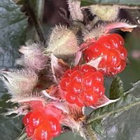 サトイモ科,ムサシアブミ,フユイチゴ,常緑低木,花木の画像