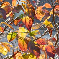 ハナミズキ,紅葉（こうよう）,植中毒,ミラーレス一眼,庭のある暮らしの画像