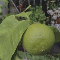 ベルガモット,ベルガモット,柑橘系,ベルガモット（モナルダ）,ベルガモットオレンジの画像