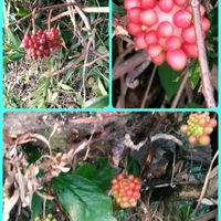 ノウゼンカズラ,ノウゼンカズラ,カキ,干し柿,干し柿の画像