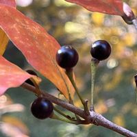 ブルーベリー,マルバノキ,ヤマコウバシ,ネジキ,果樹の画像