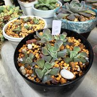 多肉植物,癒される,no green no life,癒し空間,多肉植物のある暮らしの画像