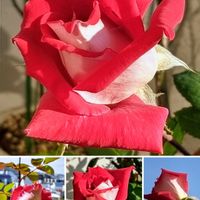 バラ,ブルームーン,バラ ピース,いつもありがとう♡,花のある暮らしの画像