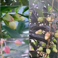 クリスマスローズ,ケイトウ,セラギネラ,クラリンドウ,キボウシの画像