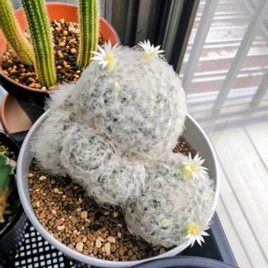 サボテン,白星,サボテンの花,マミラリア属の画像