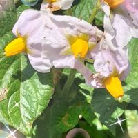 ジャガイモ,キヅタ,ジャガイモの花,ジャガイモの花,じゃがいもの花の画像