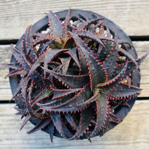 アロエ クリスマススレイ,アロエ  ハイブリッド,多肉植物,子株,鉢植えの画像