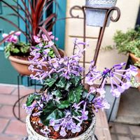 プレクトランサス,プレクトランサス・モナラベンダー,青い花,青い花マニア,青い花大好きの画像