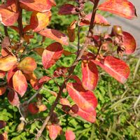 サルスベリ,ナンキンハゼ,さくら サクラ 桜,花散歩,紅葉（こうよう）の画像