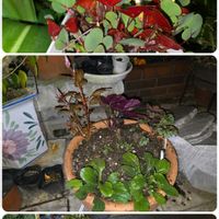 アジュガ,ケイトウ,ムクゲ,ヒューケラ,ヒメウツギの画像