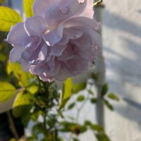 ブルーサルビア,ラベンダー,バラ レイニー・ブルー,バラのある暮らし,薔薇愛同盟の画像