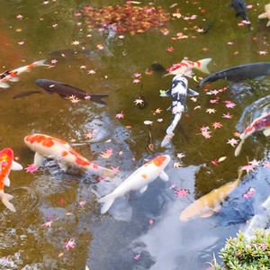 広い庭,お出かけ先の画像