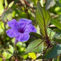 ヤナギバルイラソウ,ムラサキ ルエリア,青い花,青い花マニア,チーム・ブルーの画像