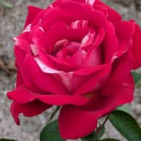 コリウス,コリウス,バラ,バラ,バラの画像