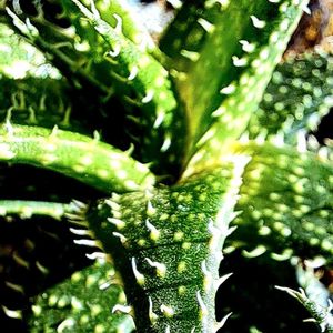 アロエ,ハオルチオイデス,アロエ ハオルチオイデス,苔玉仕立て,アロエ属の画像