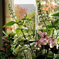 シクラメン,ハナキリン,ムベ,ムベ,ルッコラの画像