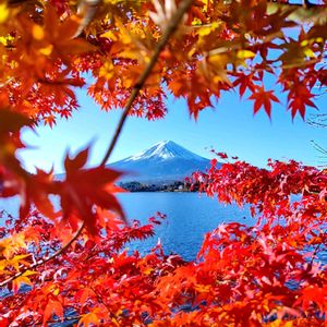 イロハモミジ,イロハモミジの花,野鳥(アオサギ),今日のお花,青もみじの画像
