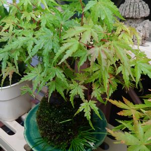 モミジ,イロハモミジ,多肉植物,観葉植物,苔玉の画像