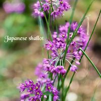 ヤマラッキョウ,イトラッキョウ,ラッキョウ,山野草,꒰ღ˘◡˘ற꒱かわゅ~の画像