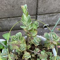 子持ち蓮華の画像