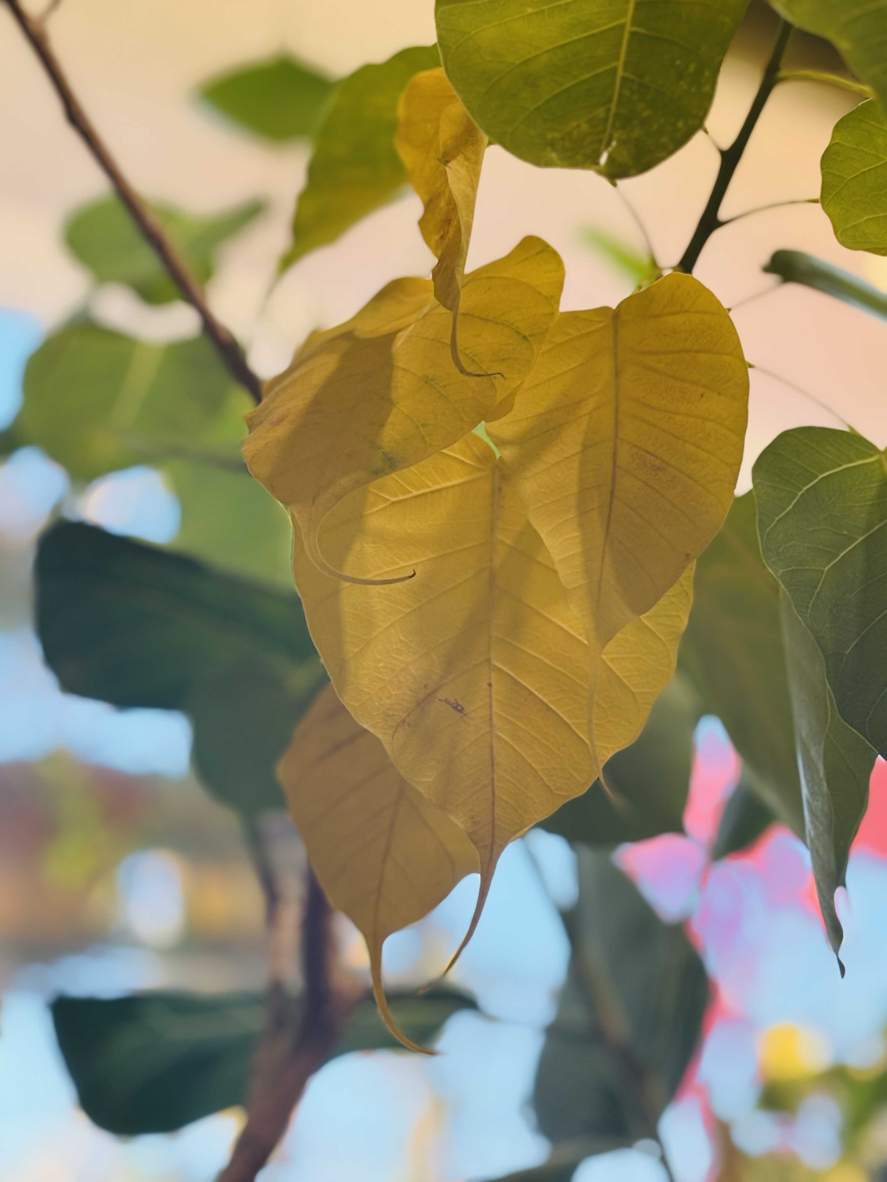 インドボダイジュの育て方｜日当たりや水やりの加減は？｜🍀GreenSnap