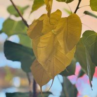 インドボダイジュ,スリーマハー菩提樹の画像