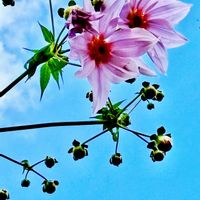 イチゴ,皇帝ダリア,うろこ雲(巻積雲),山野草,꒰ღ˘◡˘ற꒱かわゅ~の画像