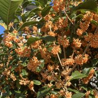 キンモクセイ,キンモクセイ,ご近所,マイペースに,心穏やかに♡の画像