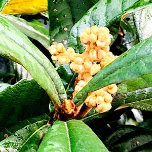 ビワ,ビワ,枇杷,花芽,実のなる木の画像