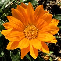 ガザニア,お出かけ先にての画像